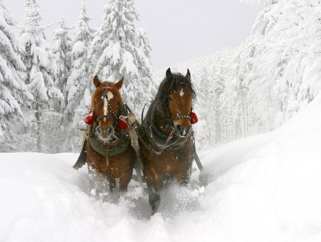 Pferdeschlittenfahrten © Shutterstock