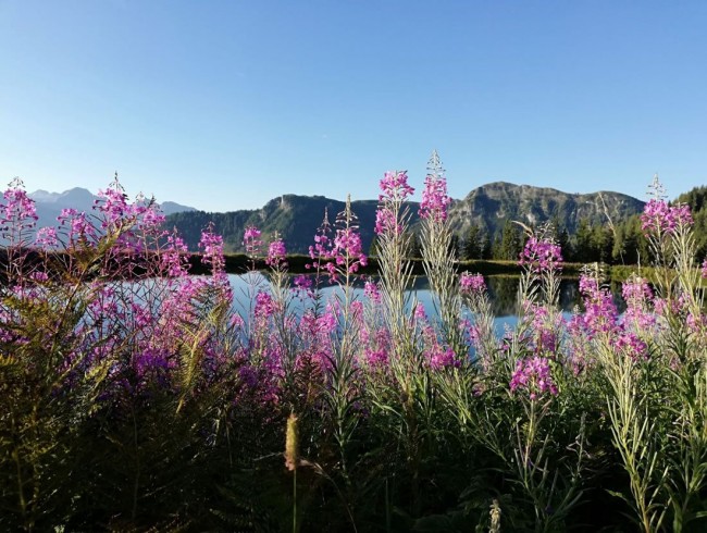 Alpenblumen am Bergsee